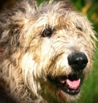 Finnegan, bone cancer dog hero