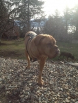 Jules French Mastiff