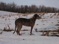 Mara the Irish Wolfhound Tripawd