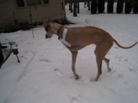 Great Dane Tripod Dog Nova