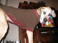 Three Legged Great Dane Nova