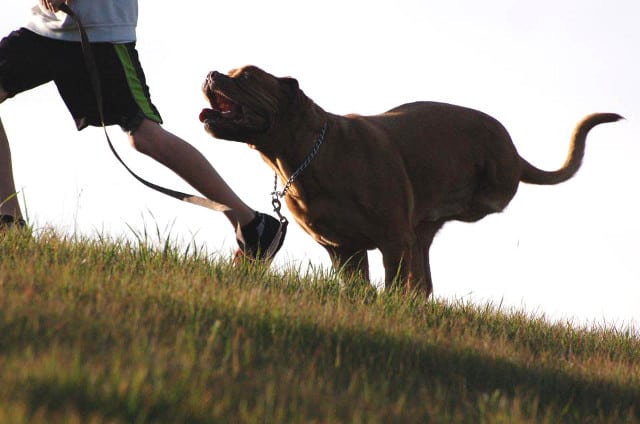 Elgin Mastiff Tripawd