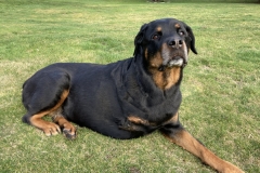 Rottie Tripawd Ziva