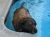 Bonnie Labrador Before Cancer Amputation