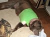 Bonnie Labrador Post Amputation