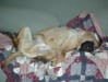 Couch potatoe Bullmastiff Titan