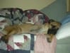 Bullmastiff tripod dog Titan