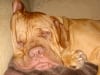 Giant Breed three legged dog Butch
