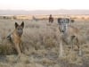 Argentina Three Legged Great Dane Horacia and Castano