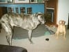 Three Legged Big Dog Tazzie