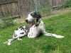 Three Legged Great Dane Cancer Dog Athena