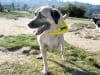 Three Legged Anatolian Shepherd Cemil