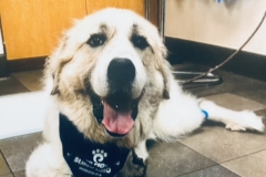 Bandit Great Pyrenees Tripawd