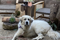 Bandit Great Pyrenees Tripawd