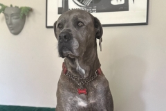 Dutchess