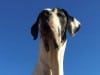 Giant Breed Tripawd Eurydice