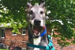 Finn the Great Dane Tripawd