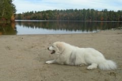 Pyr Tripawd