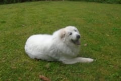 Pyr Tripawd
