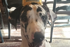 Geralt Great Dane Tripawd