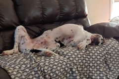 Geralt Great Dane Tripawd