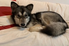 Three Legged Husky Malamute Indiana