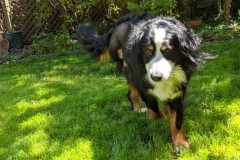 Izzie Bernese Mountain Dog Tripawd