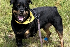 Koda Rotti Tripawd