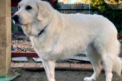 Lacey Pyrenees