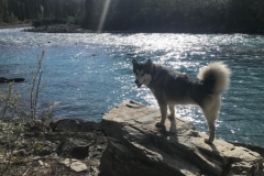 Luna the Tripawd Malamute