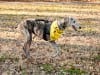 Nixon the Greyhound Tripawd
