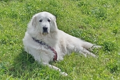 Paulina Tripawd Pyrenees