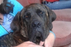 Pepper the Mastiff