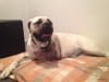 Luka the Mastiff