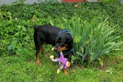 Rocky the Blind Tripawd