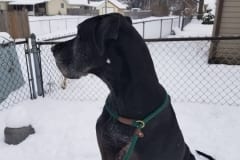 Roscoe the Great Dane Tripawd