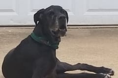 Roscoe the Great Dane Tripawd