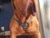 RuffwearMastiff2