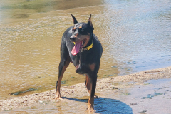 Sasha the Tripawd Doberman