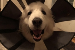 Sheldon Tripawd Pyrenees