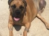 Sugar the Boerboel Mastiff