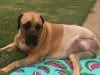 Sugar the Boerboel Mastiff