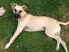 Teddy, Mastiff, Ridgeback Tripawd