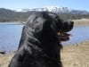Coco Bear