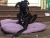 Daisy the Great Dane Tripawd