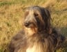 Three legged Deerhound Darcy