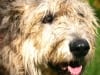 Finnegan, bone cancer dog hero