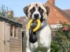 haatchi
