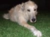 Io the Wolfhound