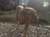 Jules French Mastiff